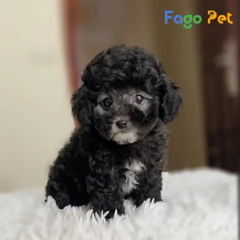 Giá chó Poodle đen hiện nay